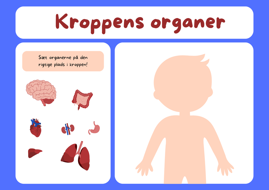 Kroppens organer