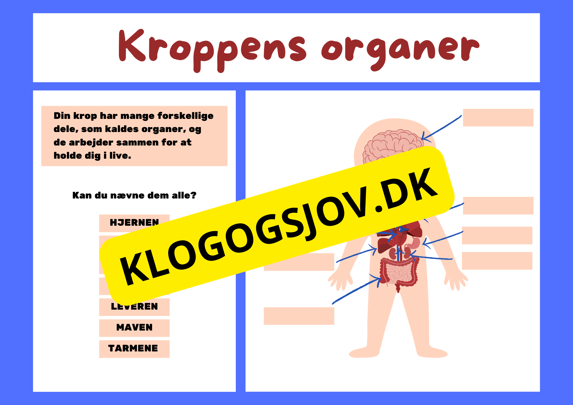 Kroppens organer