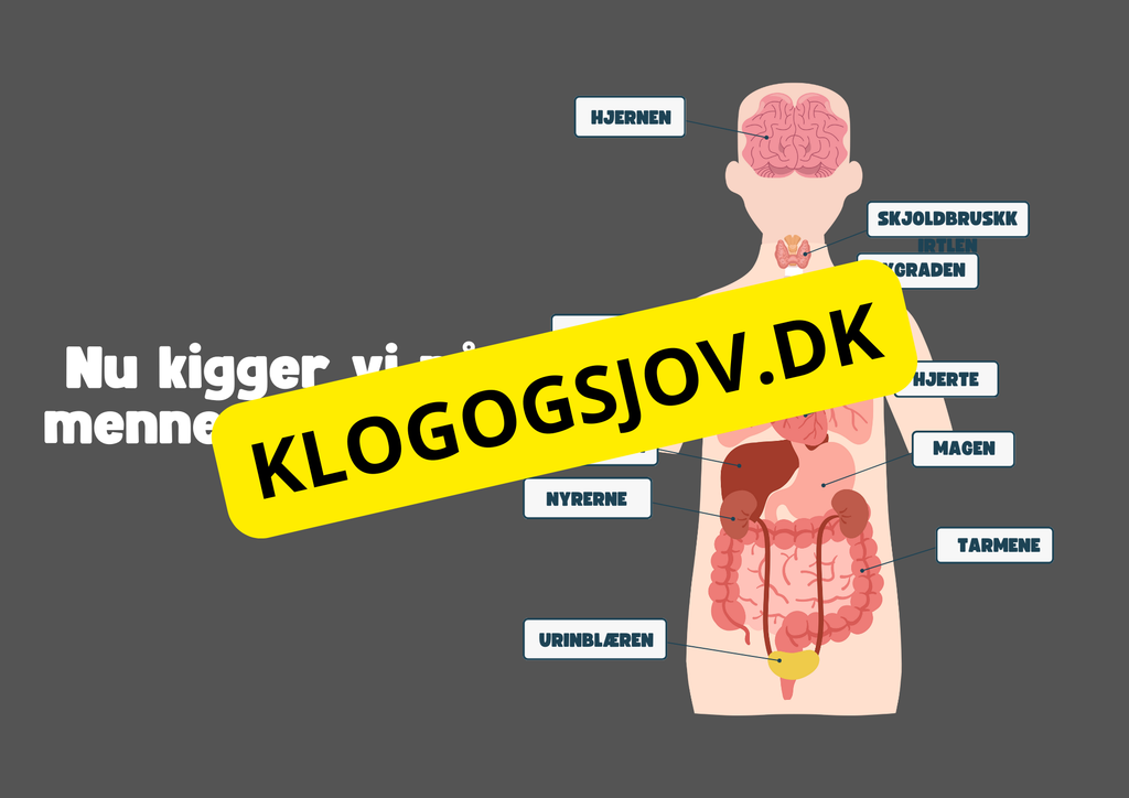 Vores fantastiske krop – Fakta og spørgsmål