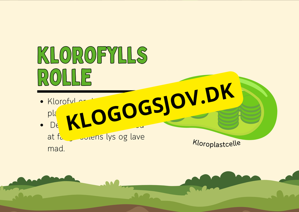 Fotosyntese - Hvordan planter laver deres mad