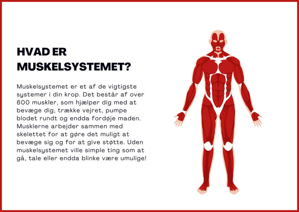 Muskelsystemet - 7.–9. klass