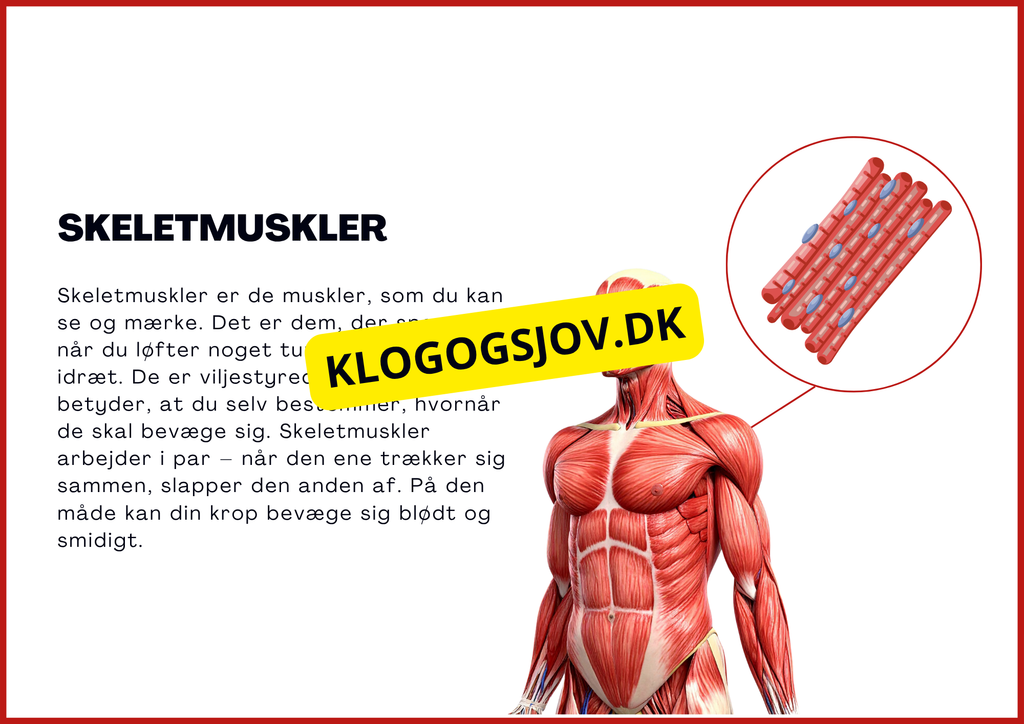 Muskelsystemet - 7.–9. klass