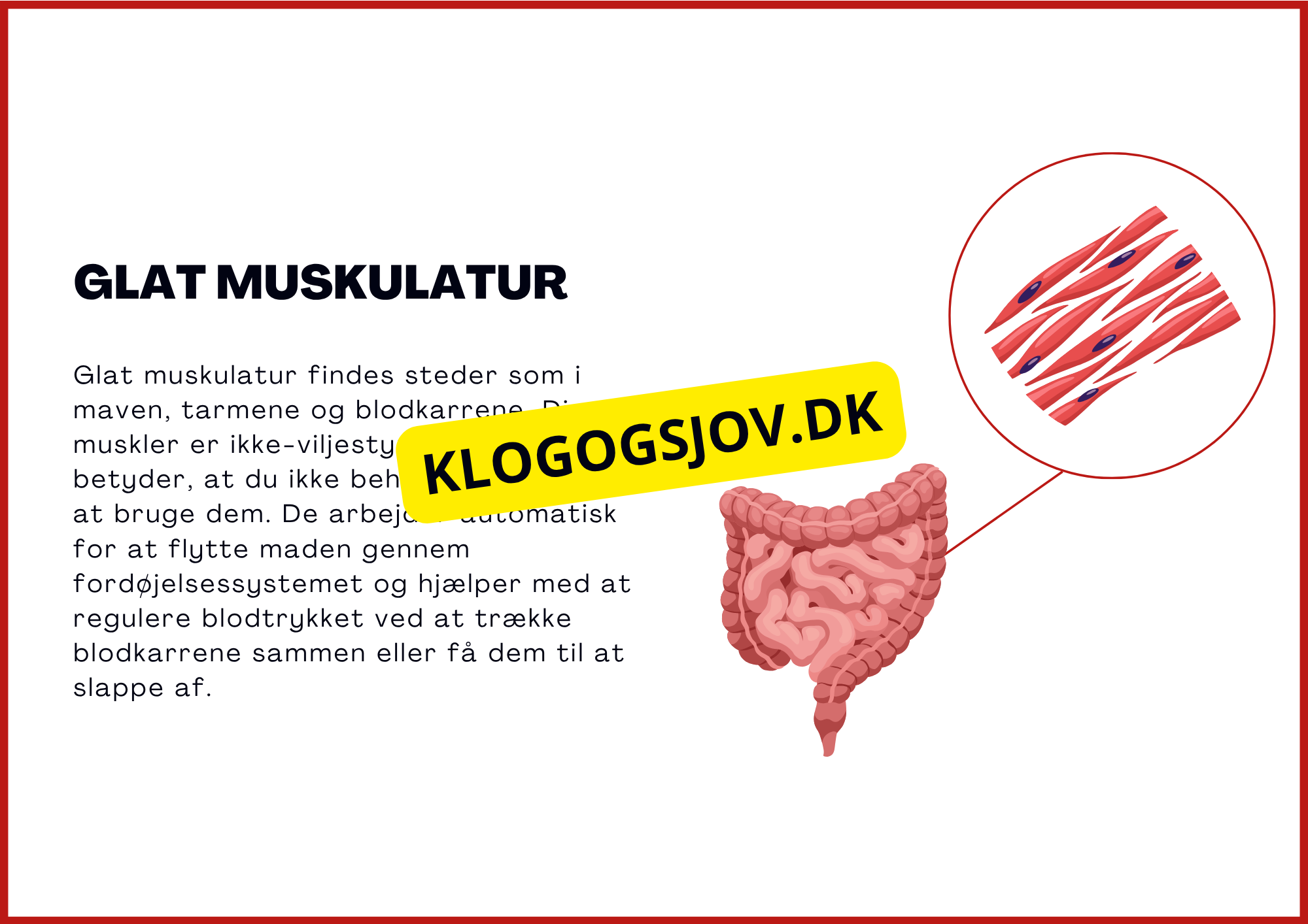 Muskelsystemet - 7.–9. klass