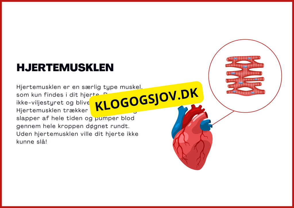 Muskelsystemet - 7.–9. klass