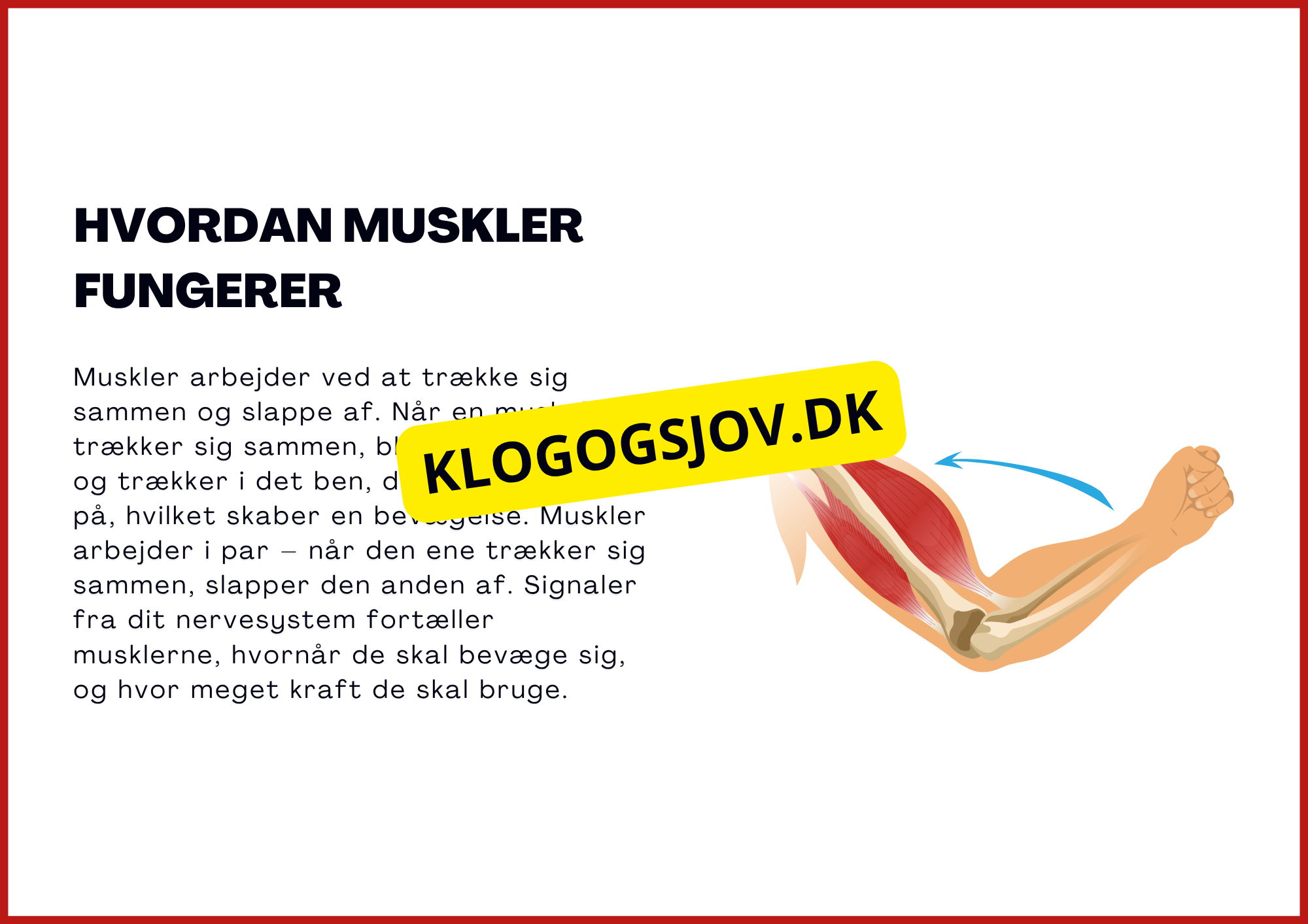 Muskelsystemet - 7.–9. klass