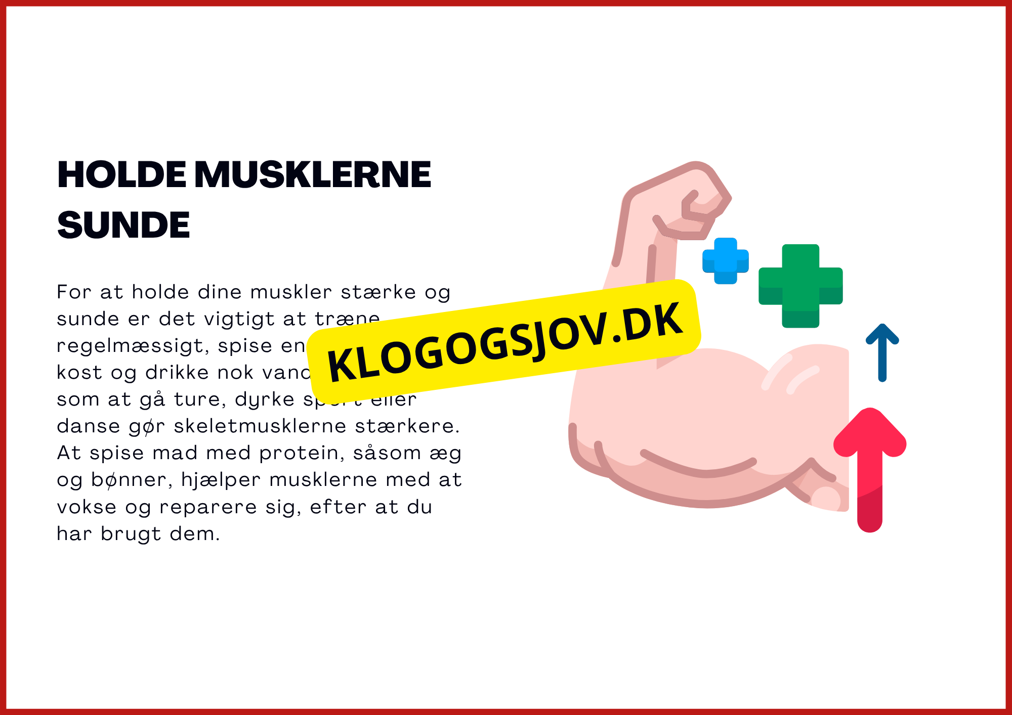 Muskelsystemet - 7.–9. klass